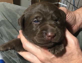 2 week old chocolate lab puppies