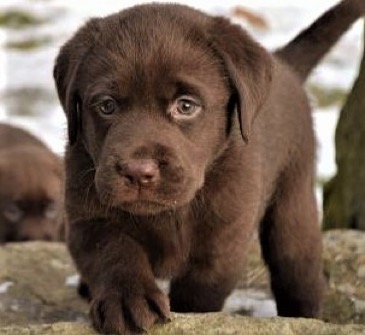 chocolate lab puppies 6 weeks old